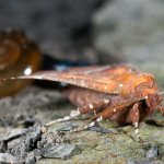 Oxychilus draparnaudi (sullo sfondo) e farfalla (primo piano)